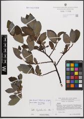 Salix bicolor Ehrh. ex Willd.